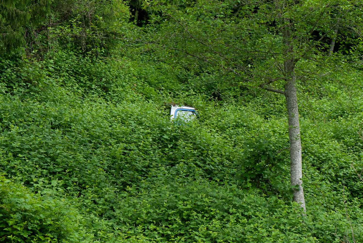 Old truck consumed by forest