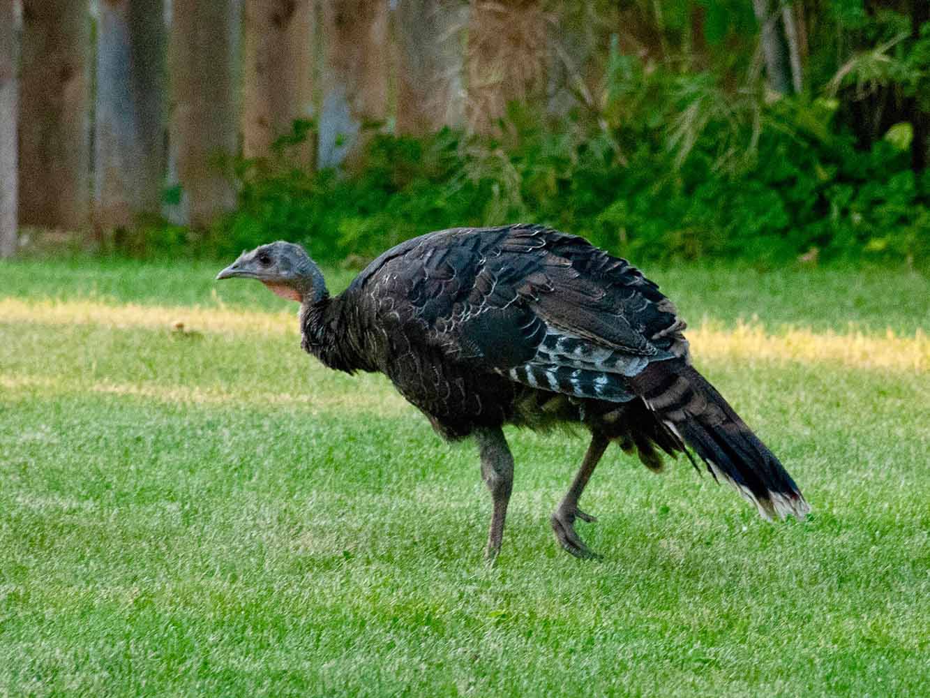 Turkeys in the backyard