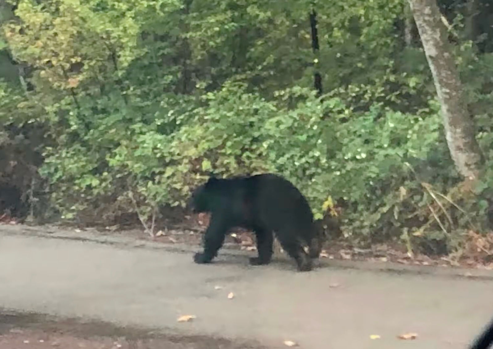 Black bear near miss Redmond
