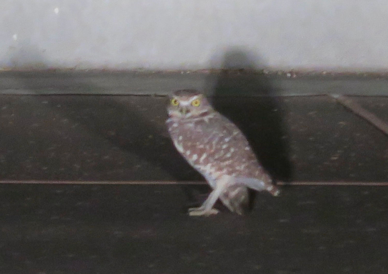 Owl in the neighborhood