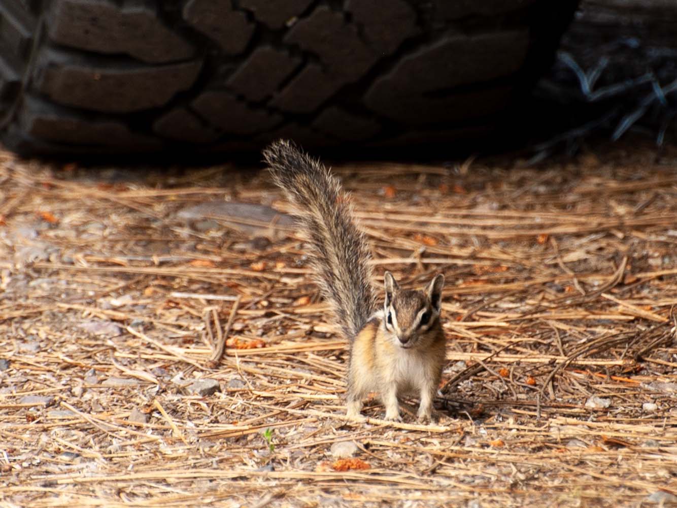 Chipmunk under the 4Runner
