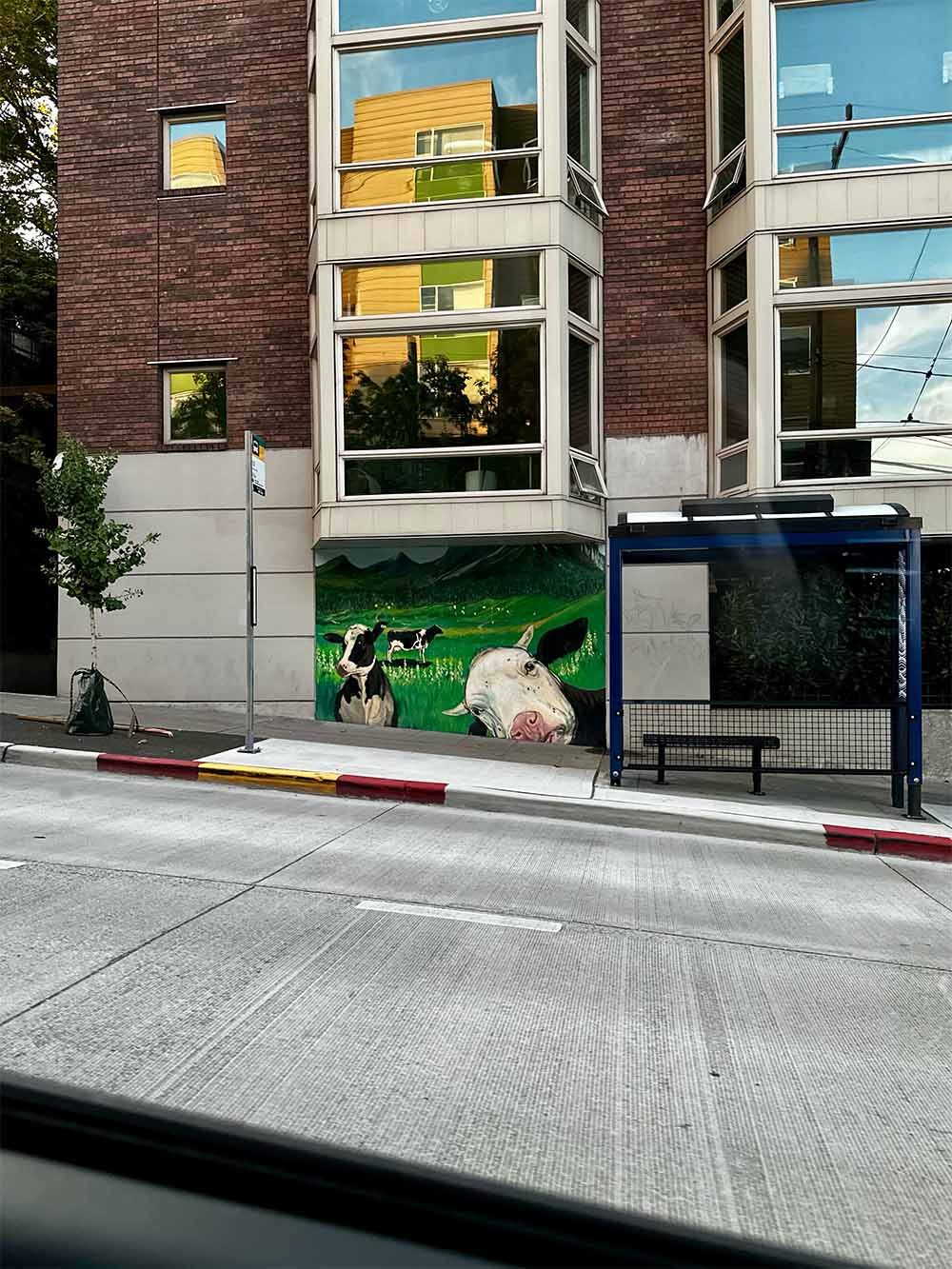 Cows in Capitol Hill, Seattle