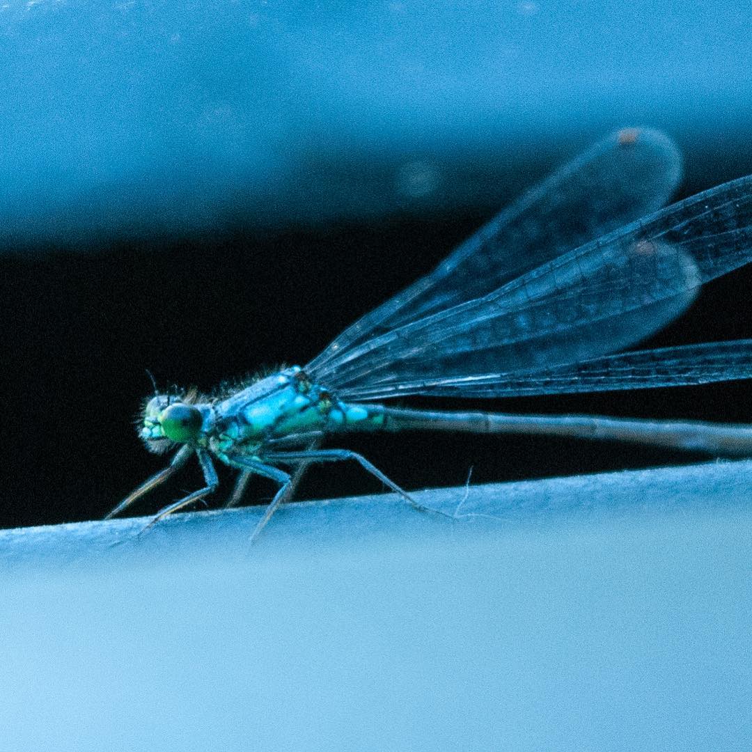 Dragonfly in blue light Dragonfly in blue light