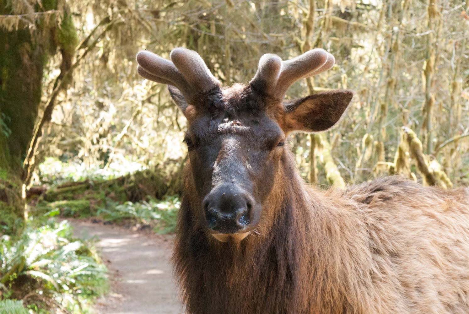 Crossing an elk on the Hoh River Trail