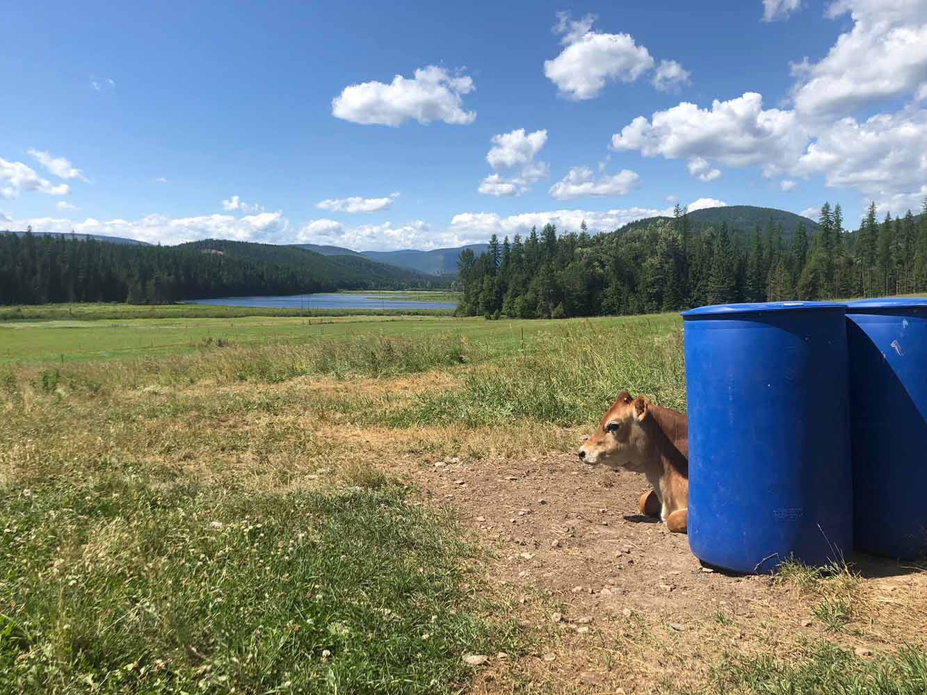 Jersey cow relaxing near the lake