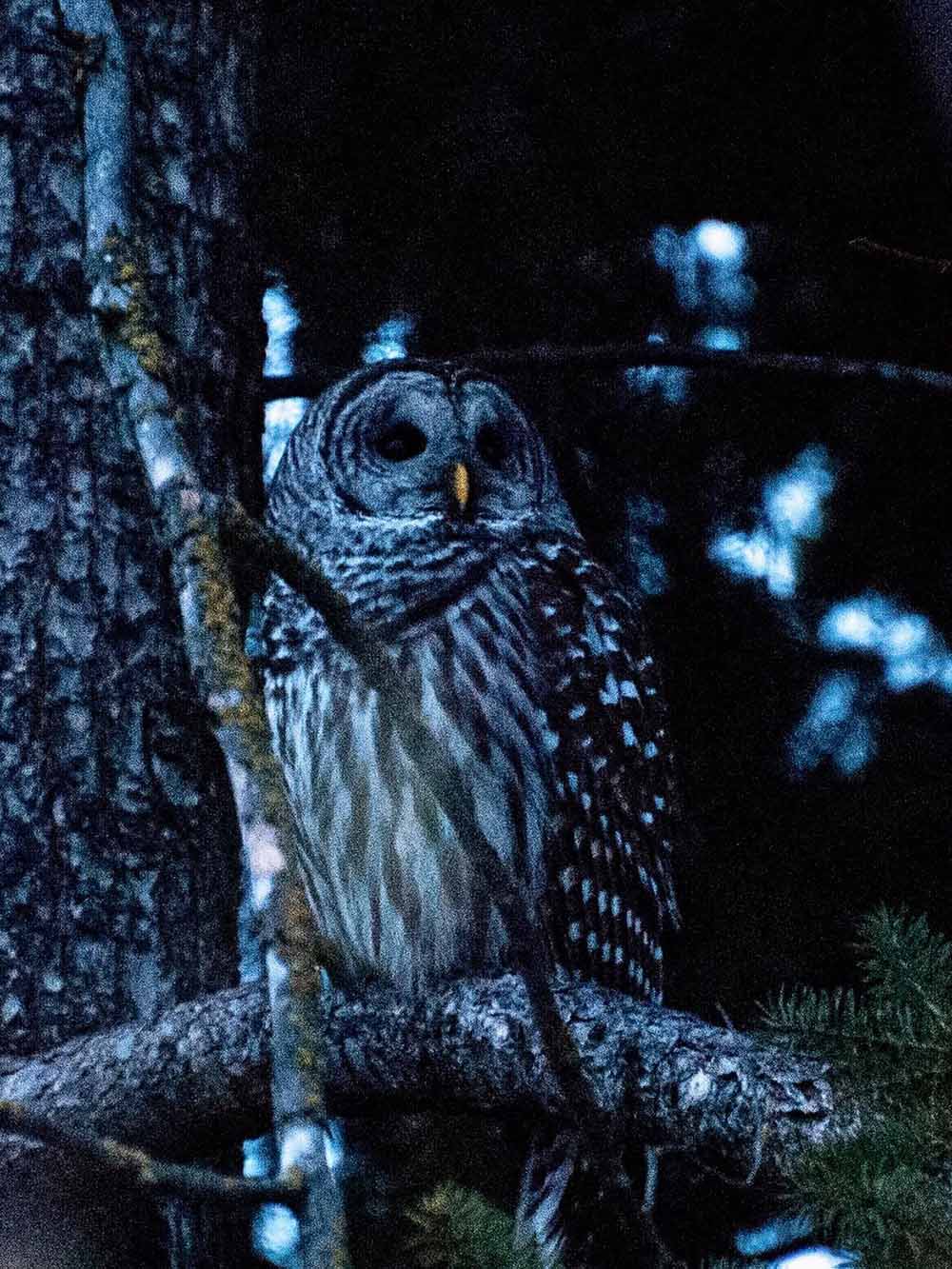 Owl outside the office window