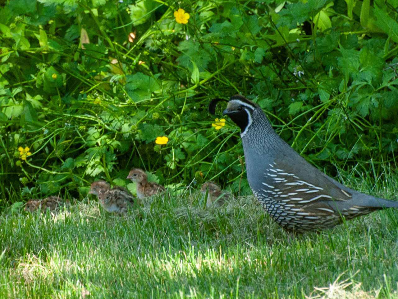 Fresh batch of quails