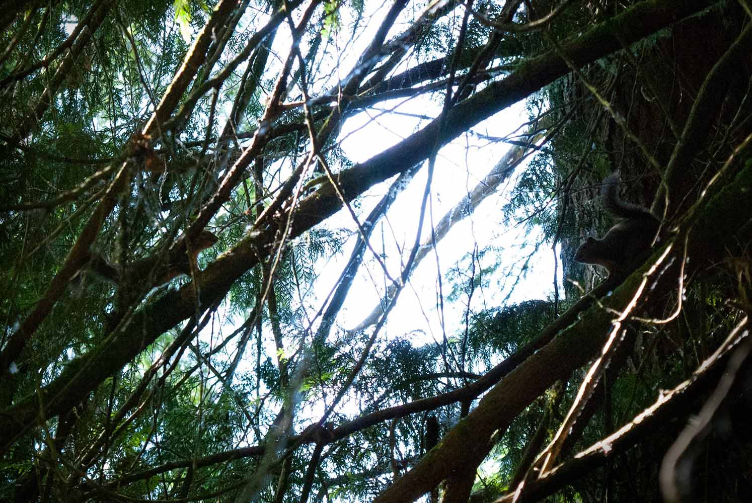 Squirrel standoff in the trees