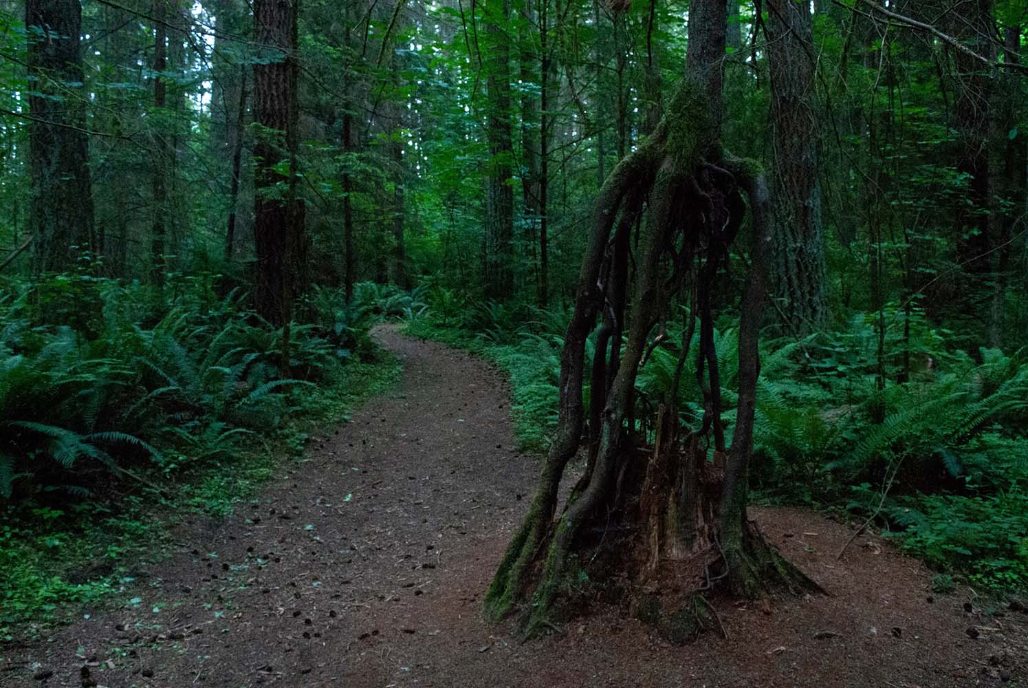Tree elevated by the roots