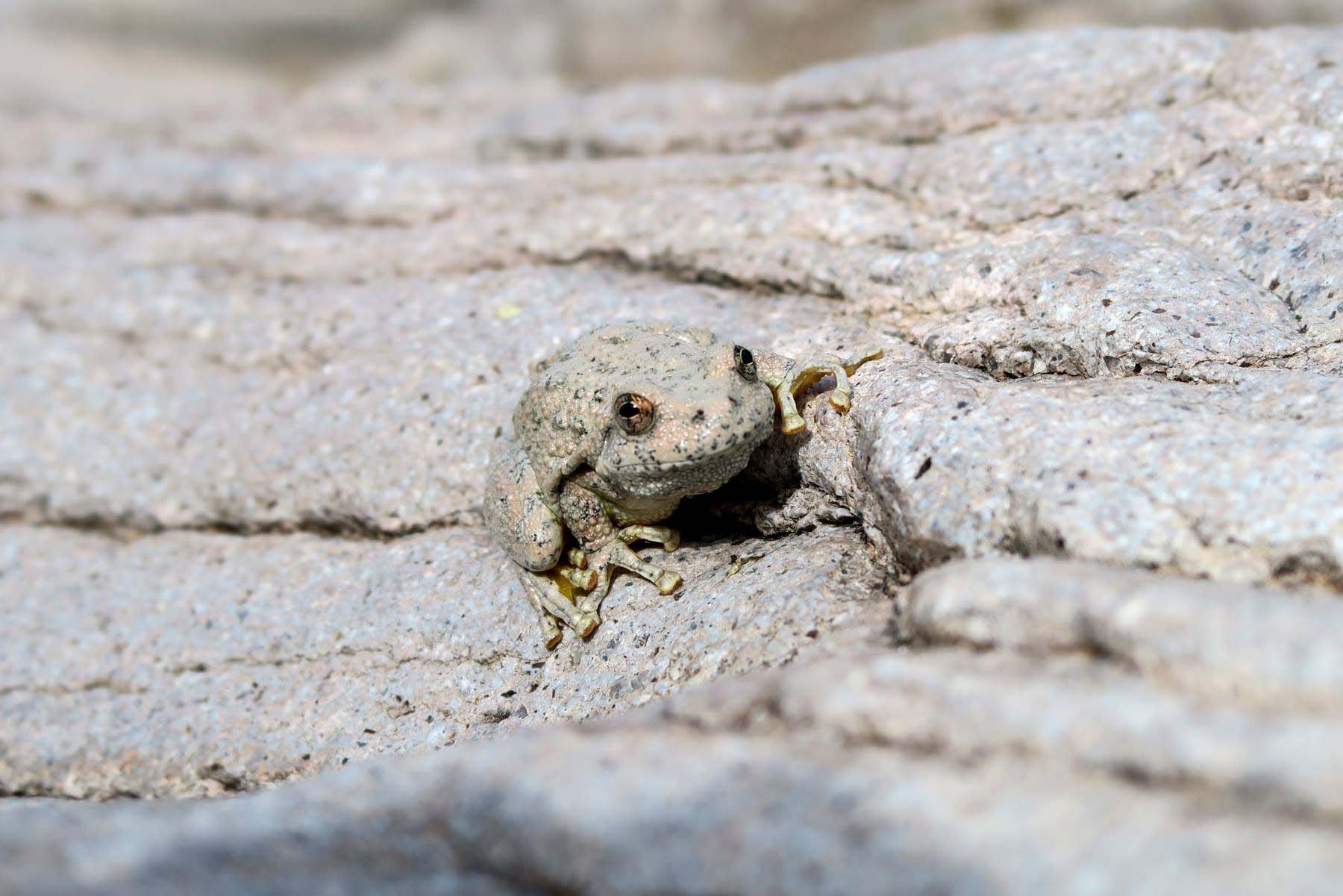 Toad blends into white stone