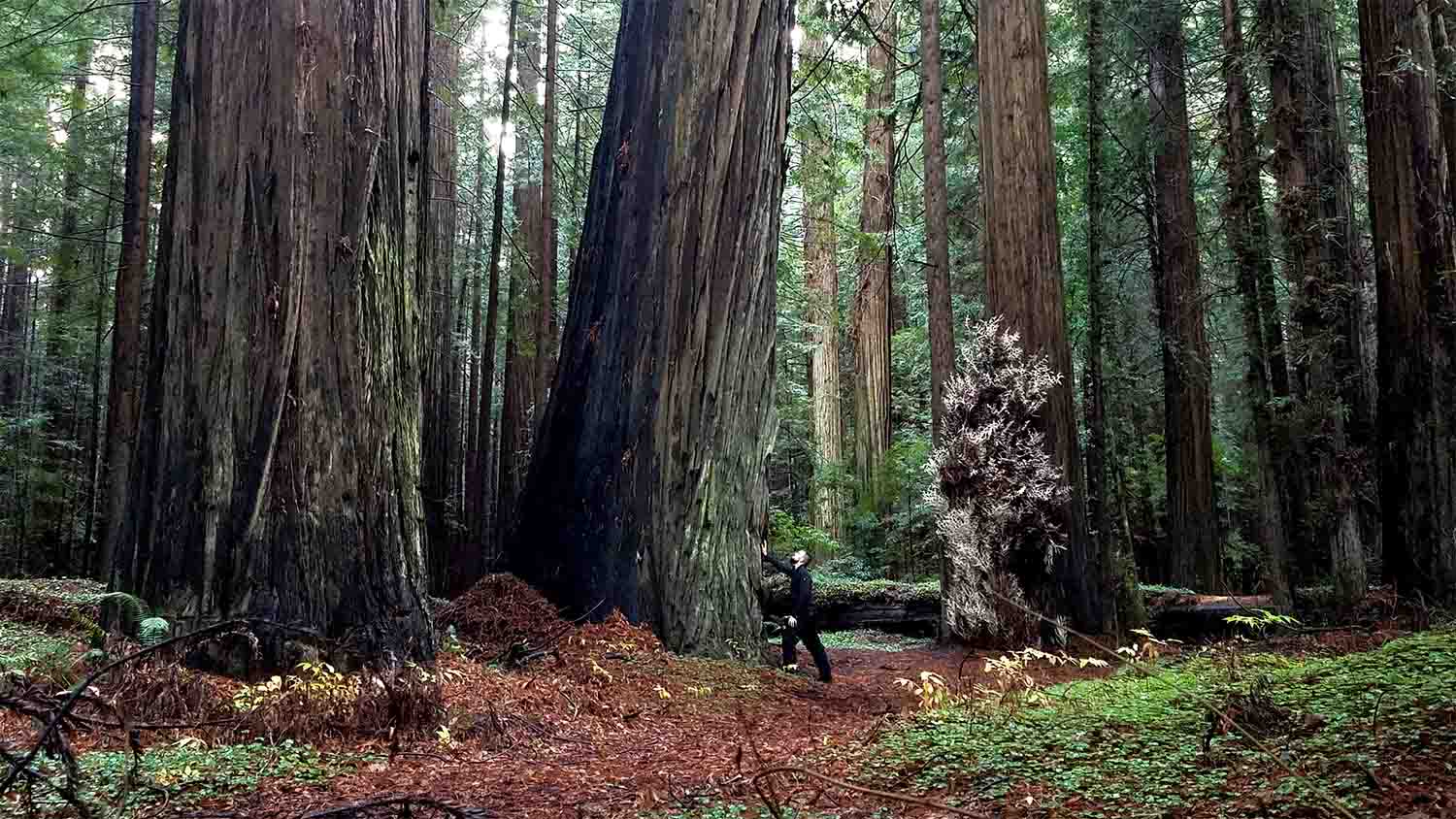 A person standing beside a massive, ancient redwood tree in a California old-growth forest, illustrating scale and endurance