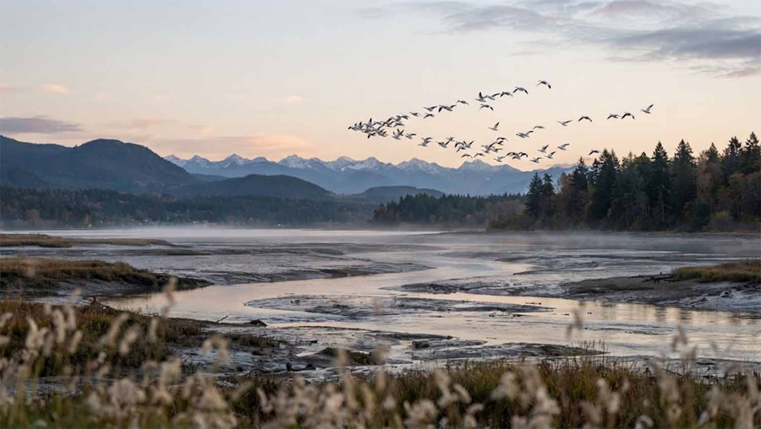 A loose flock of snow geese flying over a misty Pacific Northwest estuary at dawn, above tidal mudflats and winding channels, with dark conifers on the right, forested ridges and a snow-capped mountain range under a pale peach sky, and pale marsh grass in the foreground